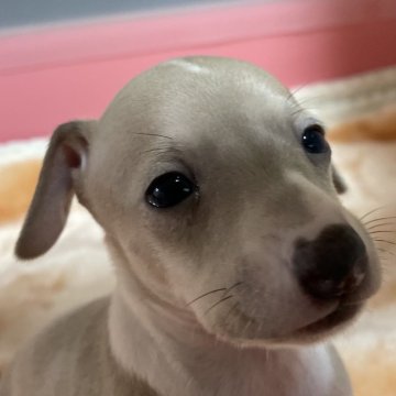 イタリアングレーハウンド【静岡県・男の子・2025年10月8日・フォーン&ホワイト】の写真「ポケポケの男の子ちゃん」