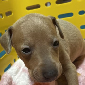 イタリアングレーハウンド【静岡県・男の子・2025年10月8日・フォーン】の写真「元気な男の子達‼️」