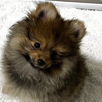 ポメラニアン【静岡県・男の子・2025年5月26日・オレンジ】の写真「福ちゃんの子供です。」