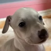 イタリアングレーハウンド