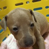 イタリアングレーハウンド