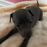 イタリアングレーハウンド