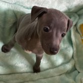 イタリアングレーハウンド