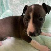 イタリアングレーハウンド