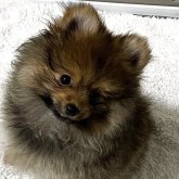 ポメラニアン