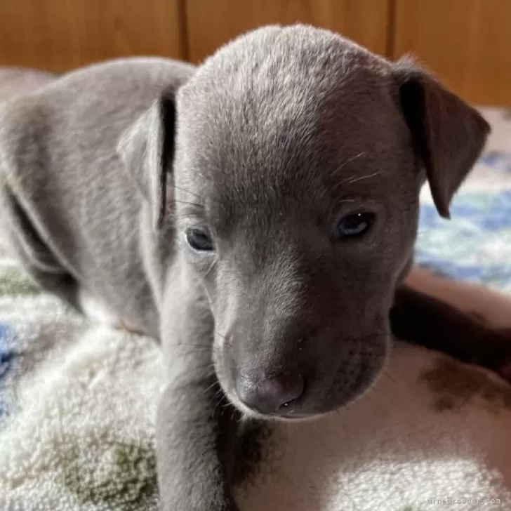 ID：2411-00057の子犬