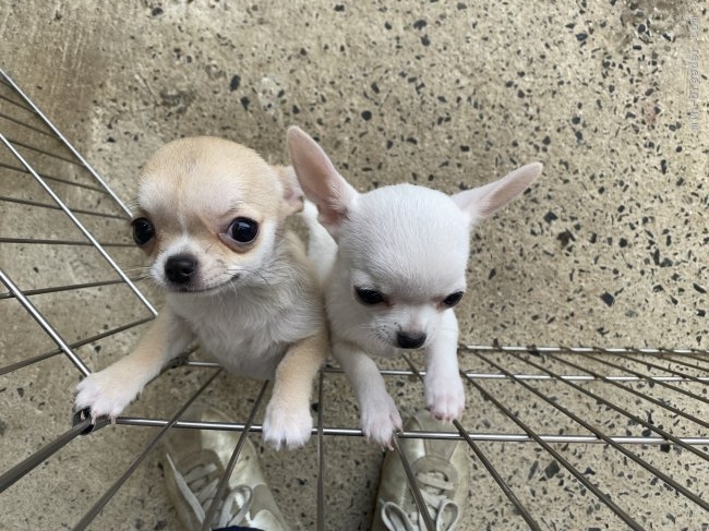 トマトちゃんとイチゴちゃん｜櫻木　妙子(さくらぎ　たえこ)ブリーダー(福岡県・チワワ(ロング)など・JKC登録)の紹介写真2