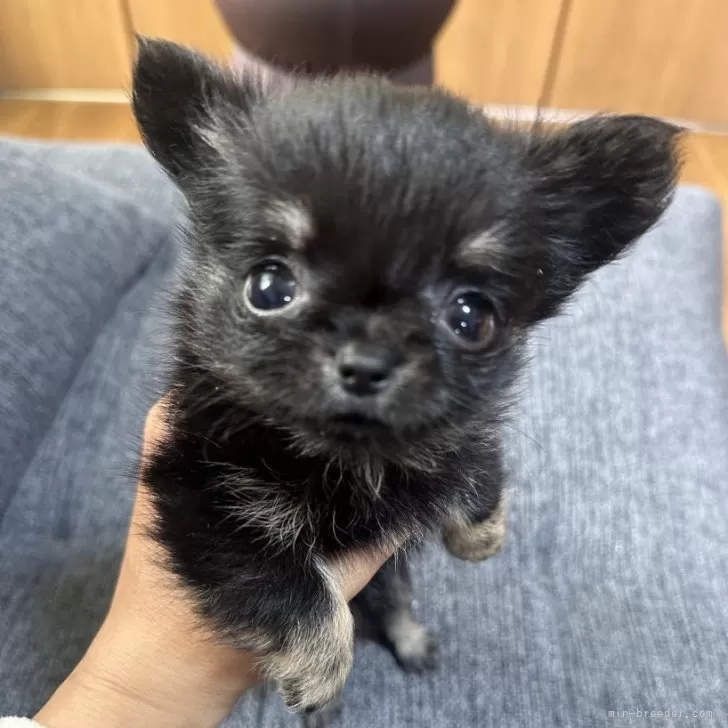 ID:2411-02929の子犬