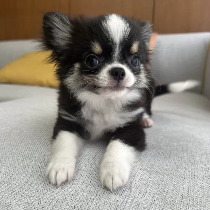 ID:2409-04822の子犬