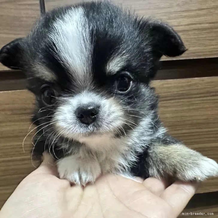 ID:2502-00752の子犬