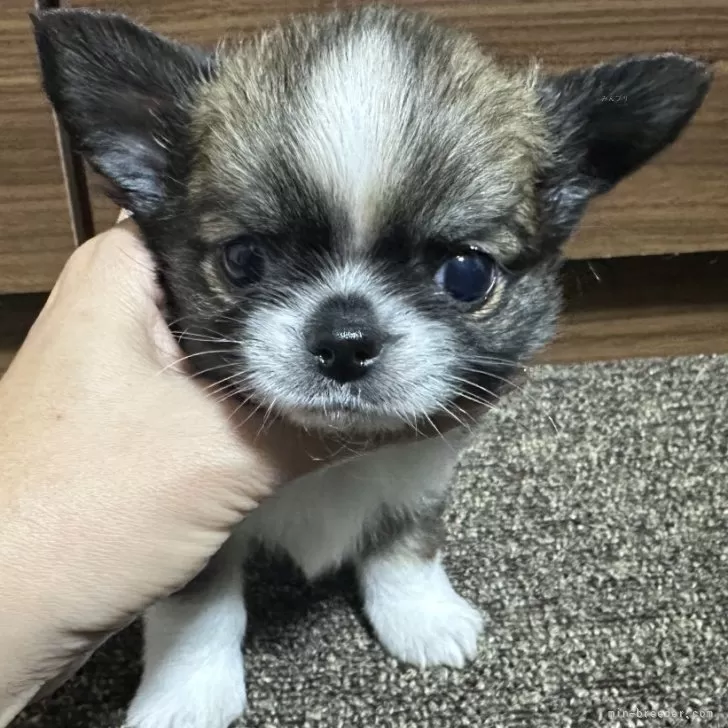 ID:2502-00755の子犬