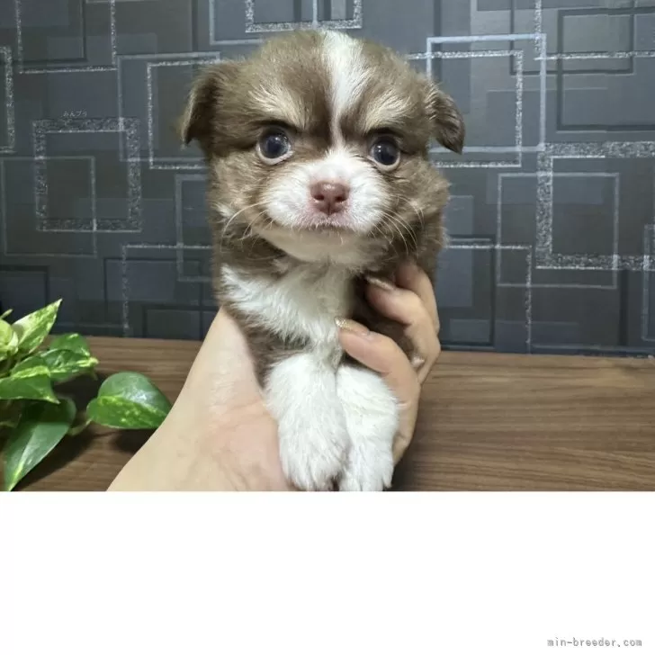 ID：2505-05361の子犬