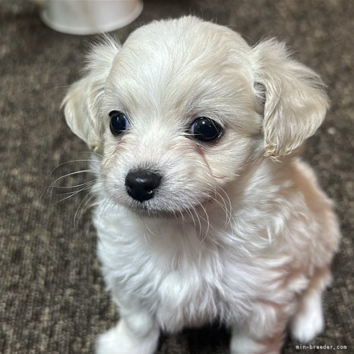 チワプー(チワワ×トイプードル)【福岡県・男の子・2024年11月13日