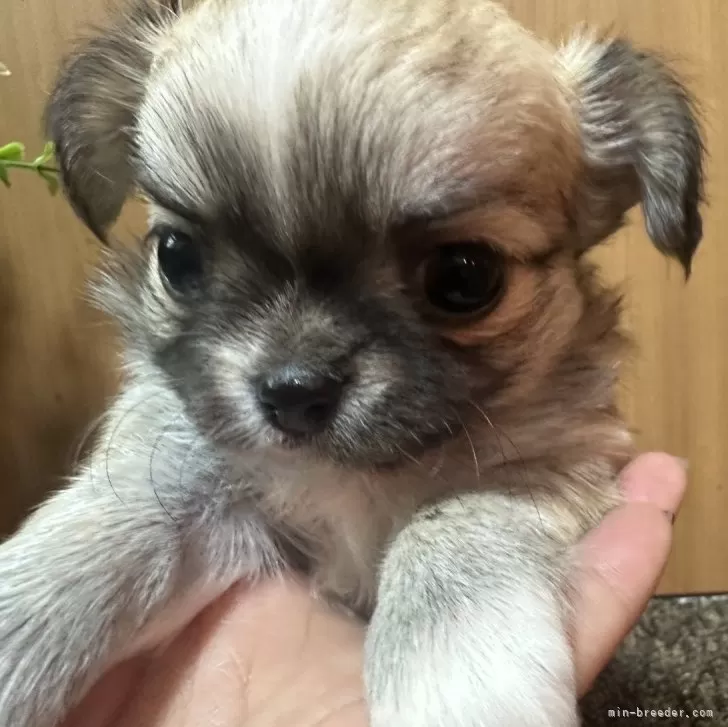 ID:2412-07593の子犬