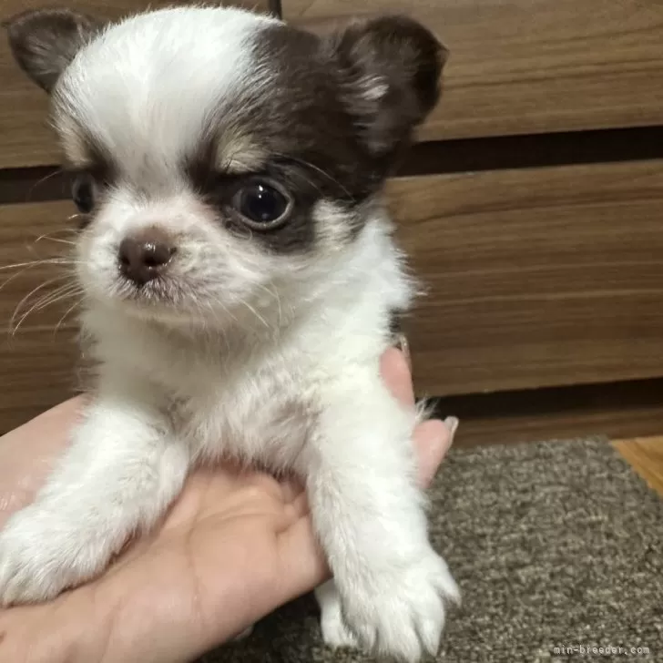 ID:2502-02299の子犬