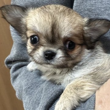チワワ(ロング)【福岡県・女の子・2024年11月2日・フォーン】の写真「とっても甘えん坊ちゃん♡」