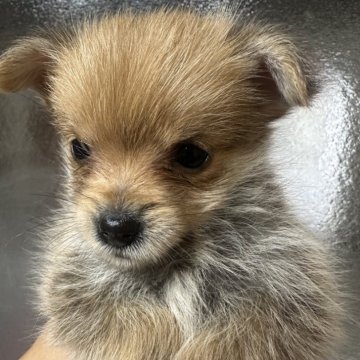 ポメキー(ポメラニアン×ヨークシャーテリア)【福岡県・女の子・2025年10月25日・レッド】の写真「超特価！！」