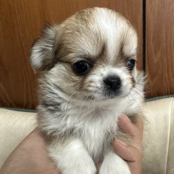 チワワ(ロング)【福岡県・女の子・2025年9月5日・フォーン&ホワイト】の写真「可愛い🩷」