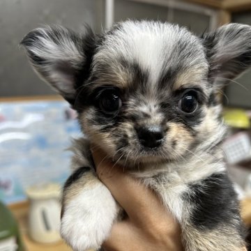 チワワ(ロング)【福岡県・男の子・2025年4月11日・ブルーマール】の写真「派手カラー🩵」
