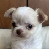 チワワ(ロング)