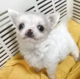 チワワ(ロング)