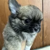 チワワ(ロング)