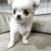 チワワ(ロング)