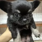 チワワ(ロング)