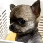 チワワ(スムース)