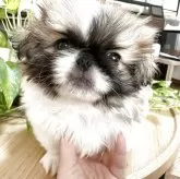 ペキニーズ