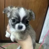 チワワ(ロング)