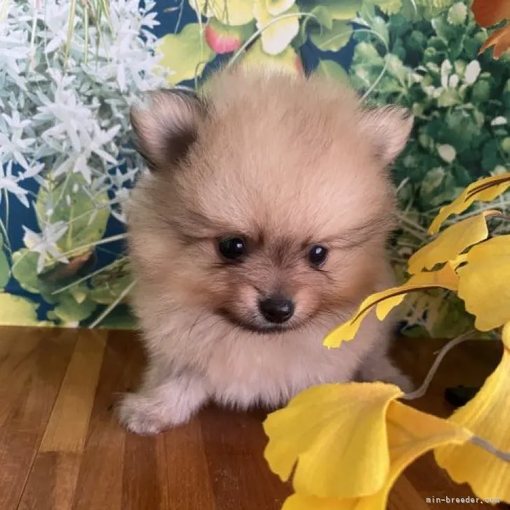 ID:2307-04356の子犬