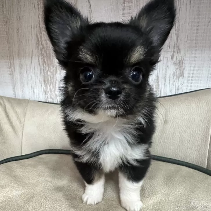 ID:2407-04074の子犬