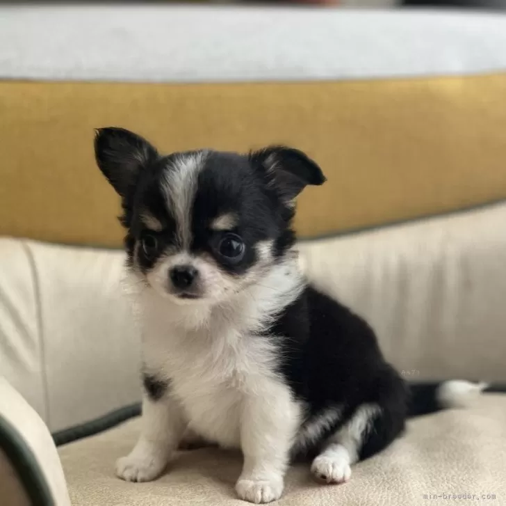 ID:2405-06160の子犬