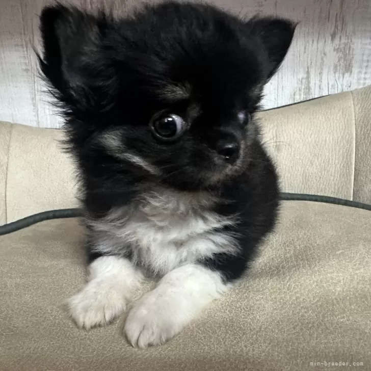 ID:2407-07992の子犬