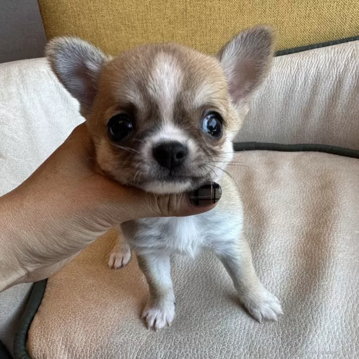 ID:2403-05776の子犬