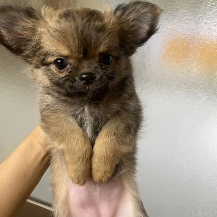 ID：2307-04348の子犬