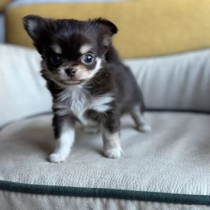 R.U 様のお迎えした子犬