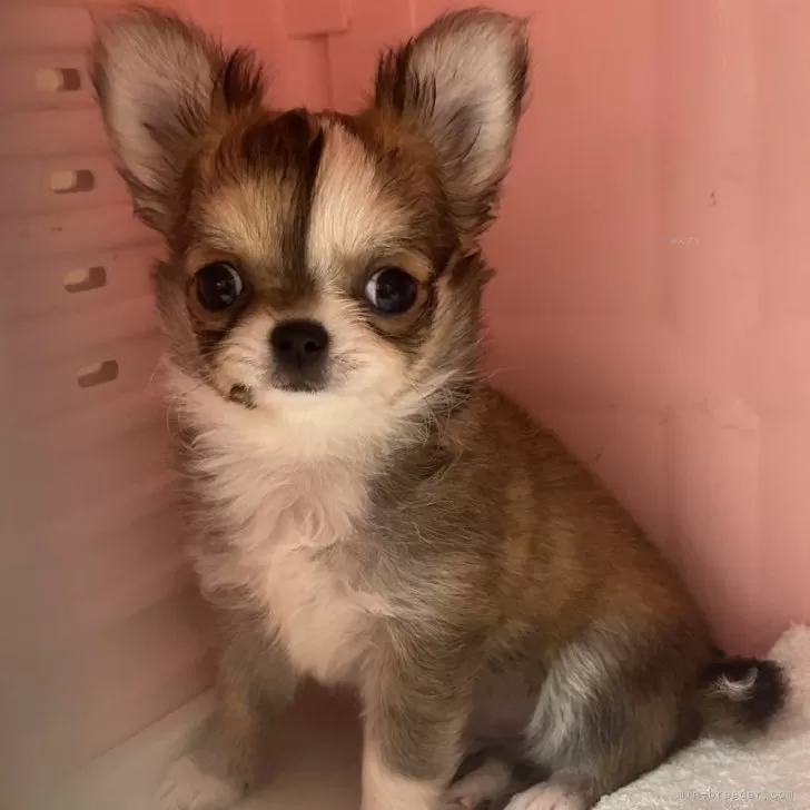 ID：2407-04086の子犬