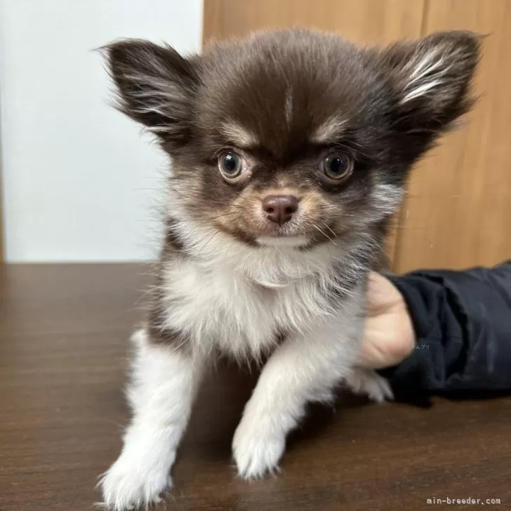 ID:2310-05942の子犬