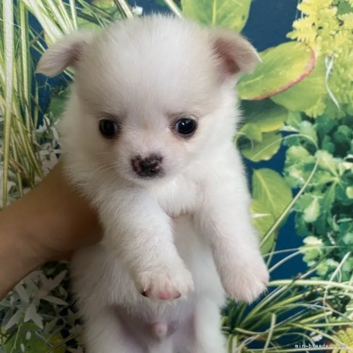 ID:2308-05164の子犬