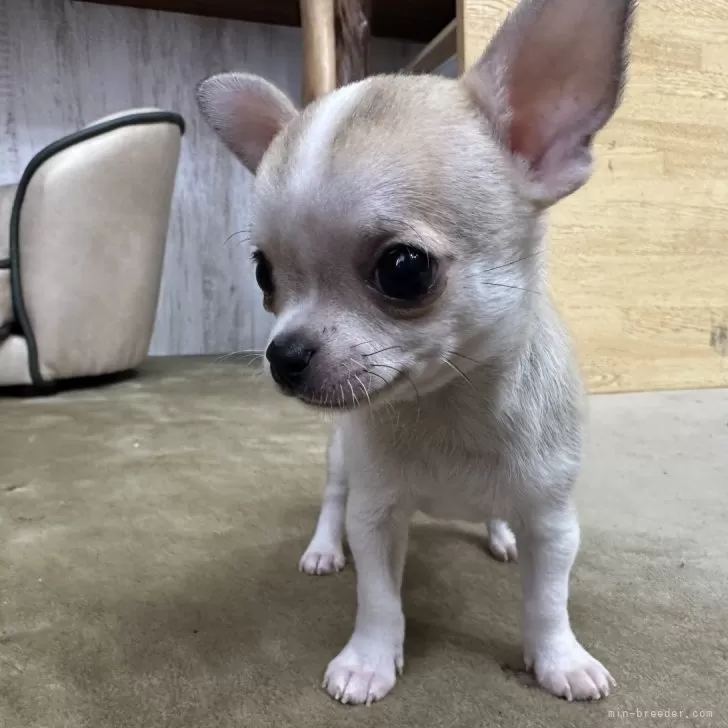 ID:2407-06065の子犬