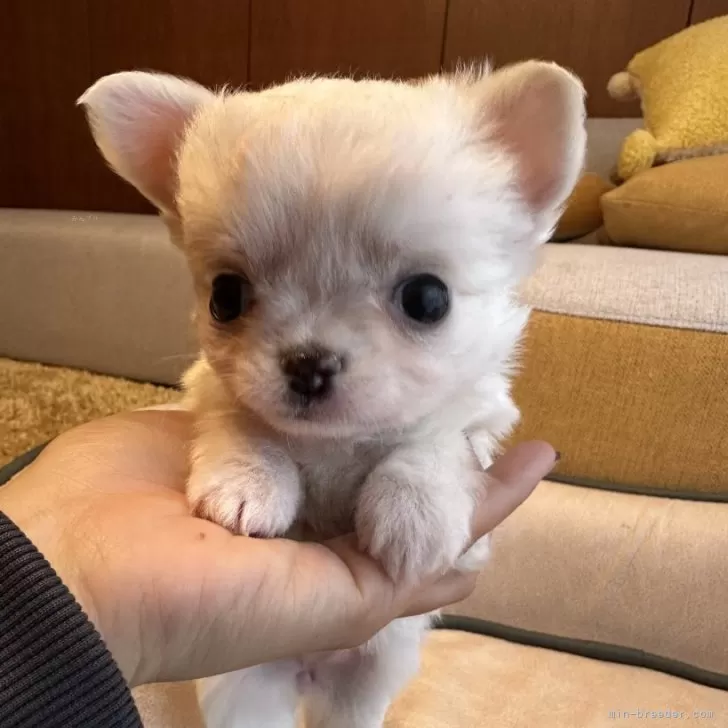 ID:2403-05783の子犬