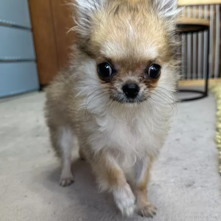 ID:2409-07694の子犬
