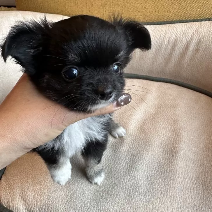 ID:2402-06851の子犬