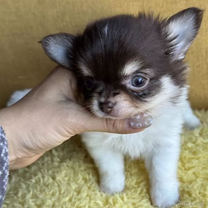 ID:2312-01635の子犬