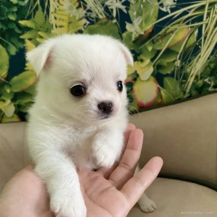 ID:2308-05161の子犬