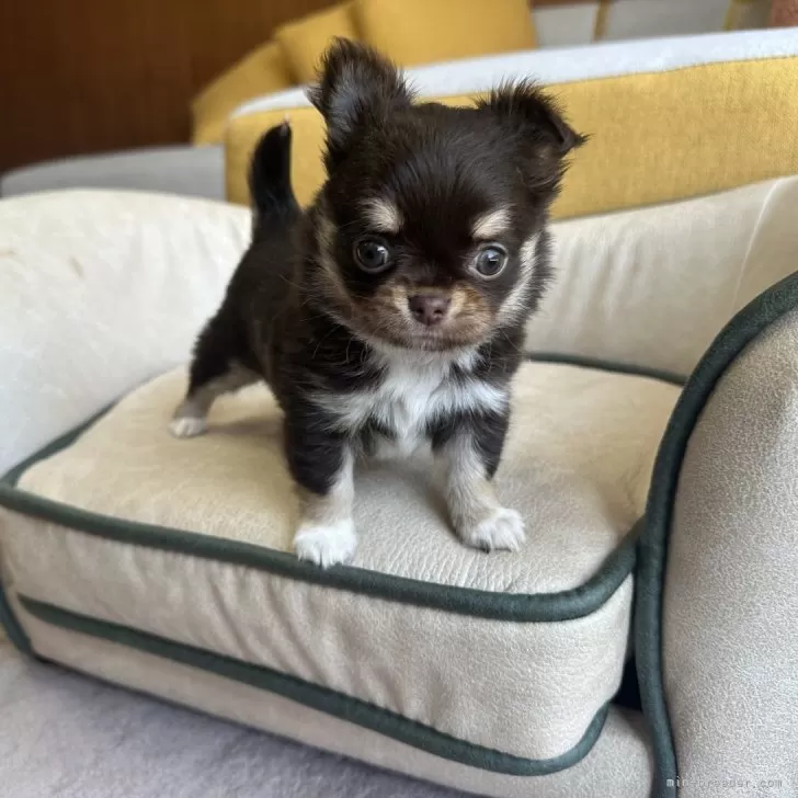 ID:2405-03187の子犬