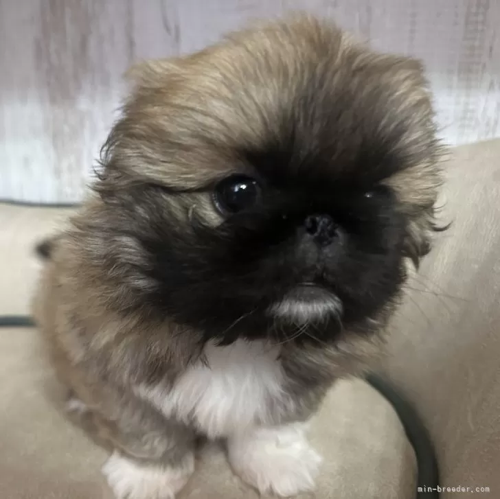 ID:2408-00489の子犬