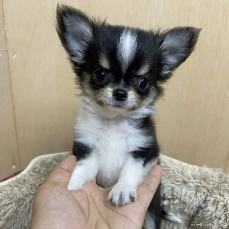 ID:2306-02386の子犬